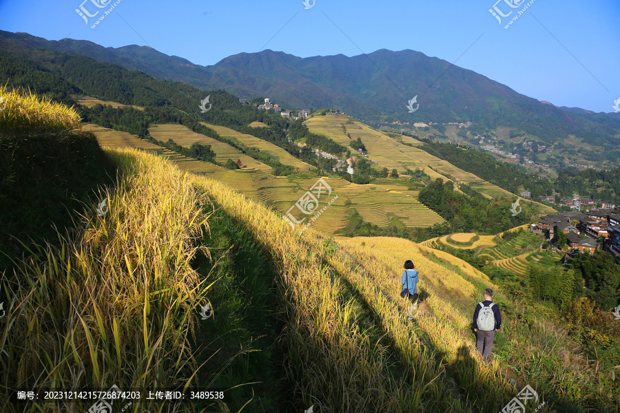 10月的龙胜梯田