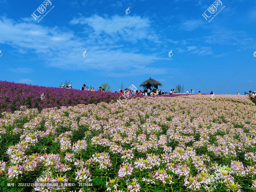 径山花海醉蝶花