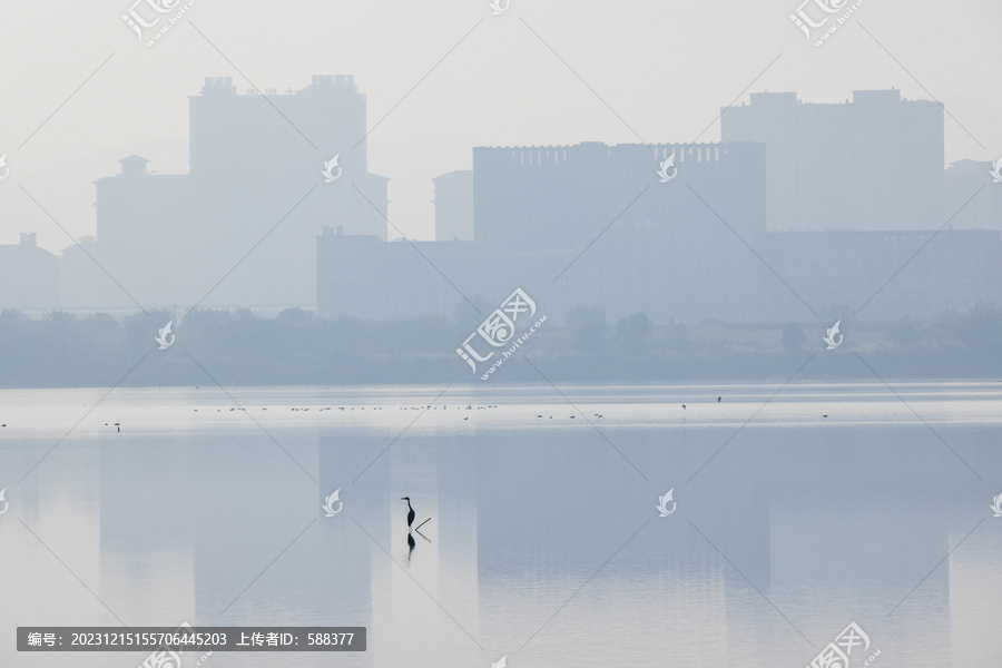 城市湿地白鹭栖息生态环境风光