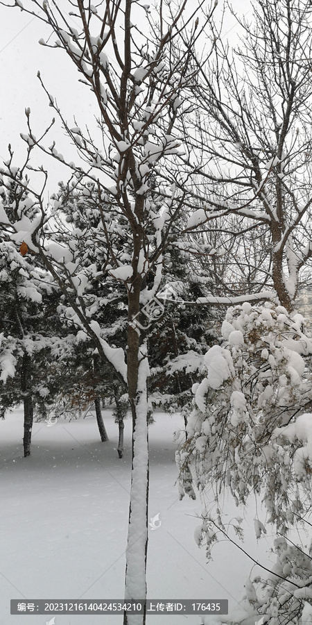 积雪的松枝