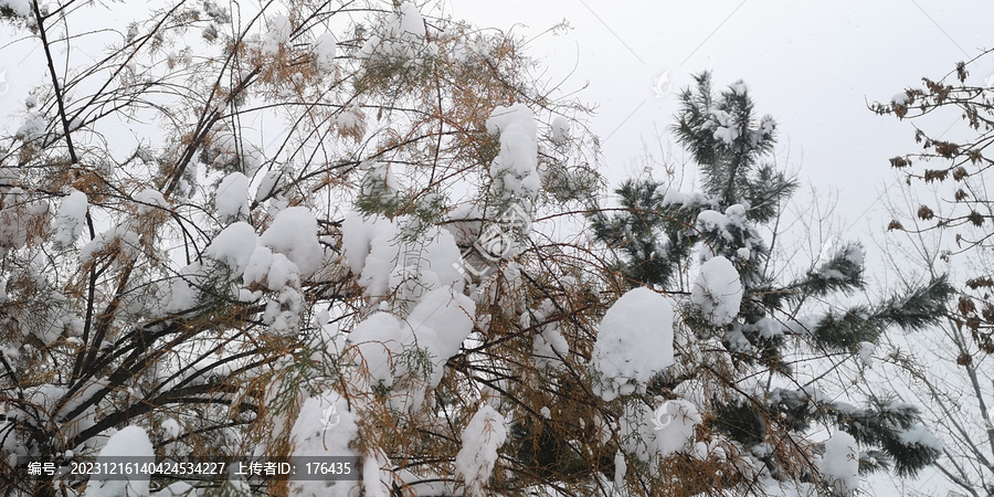 积雪的松枝