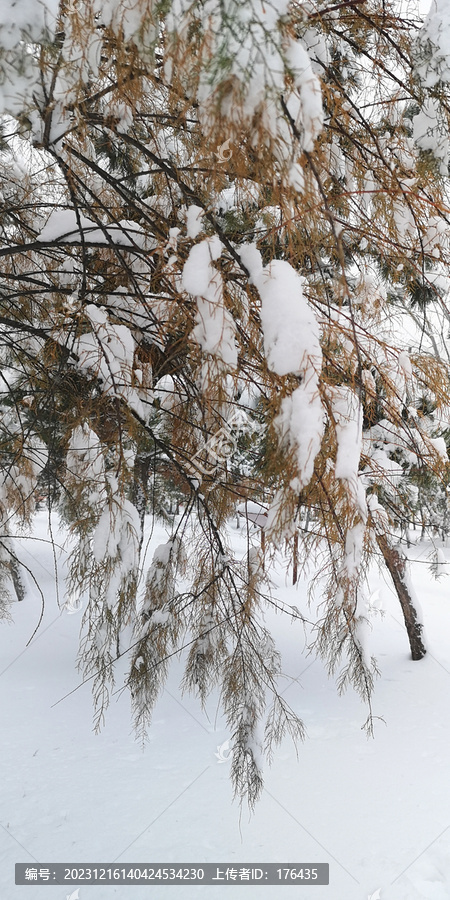 积雪的松枝