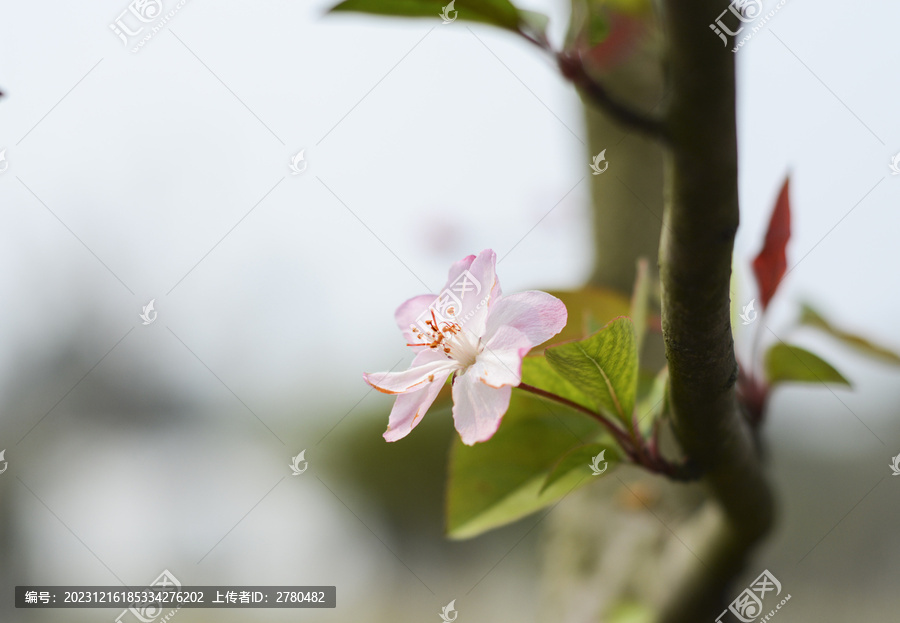 苹果花