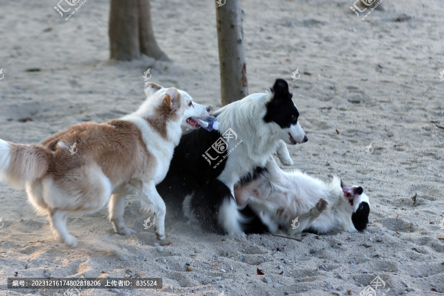 中型犬帅气牧羊犬