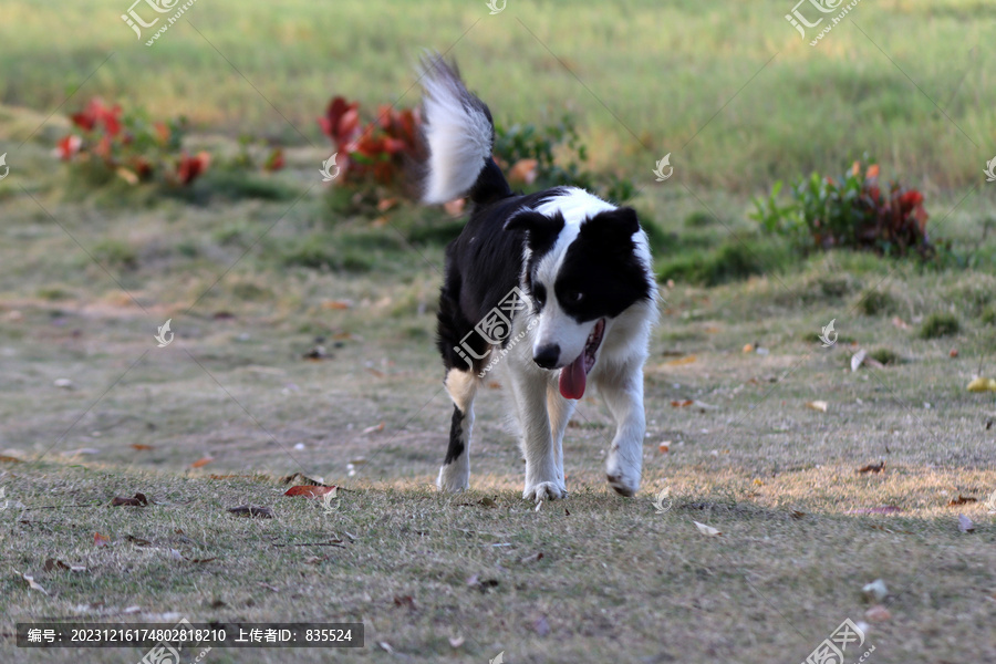 中型犬帅气牧羊犬