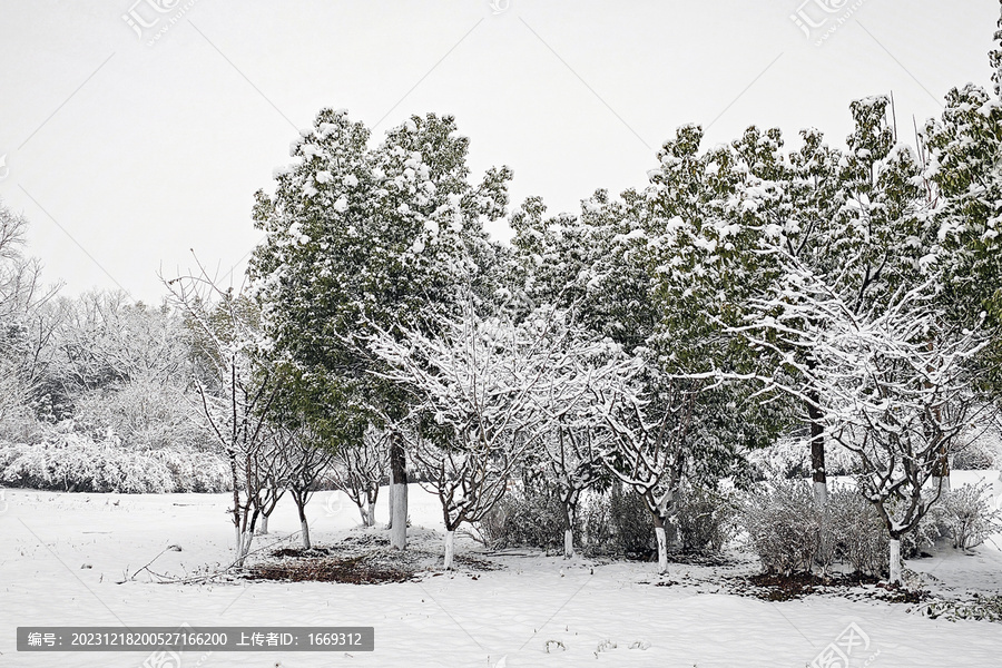 暴雪天气树上厚厚的积雪