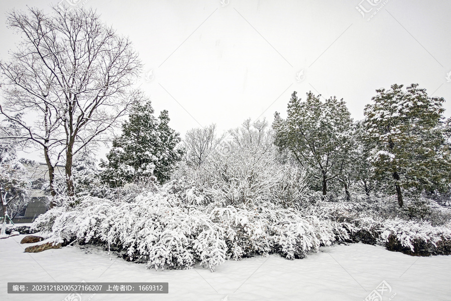 暴雪天气树上厚厚的积雪