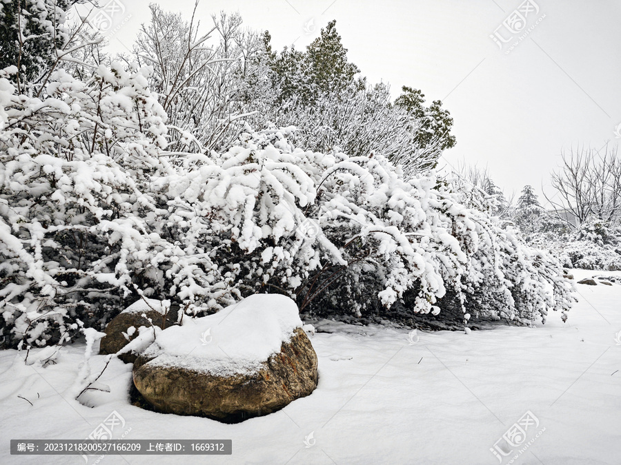 暴雪天气树上厚厚的积雪