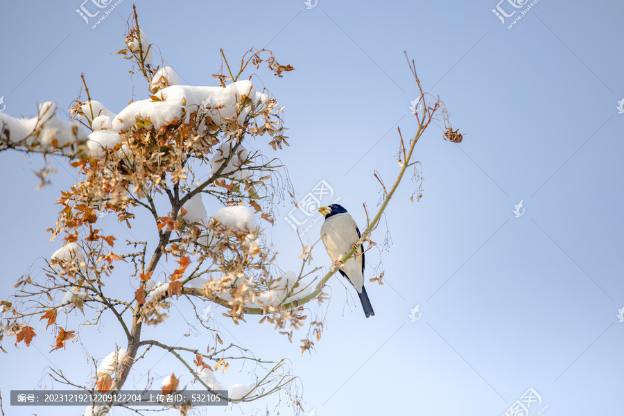 济南冬天泉城公园雪景红叶小鸟