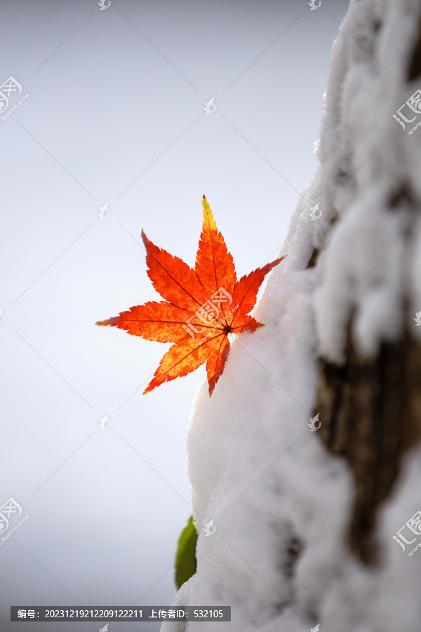 济南冬天泉城公园雪景红叶