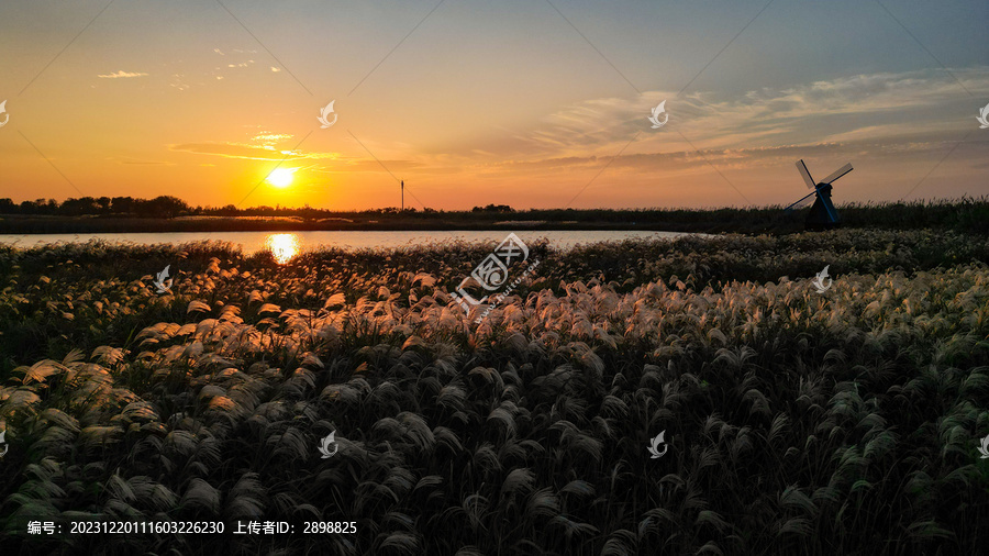 杭州湾湿地公园秋景芦苇夕阳西下