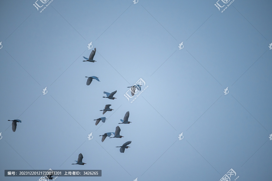 蓝天下飞翔的白鹭鸟群