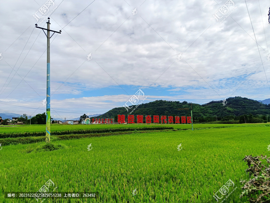 水稻田