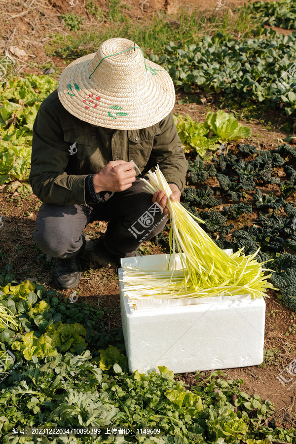 地里新鲜的韭黄