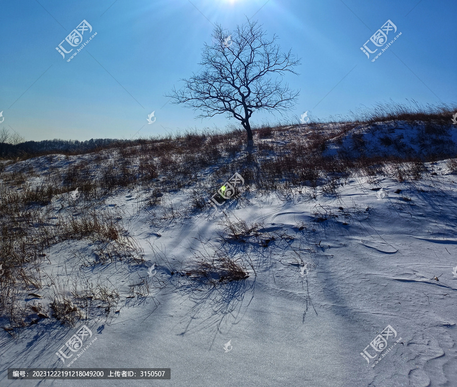 雪地中的小树