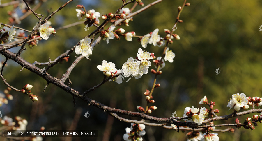 梅花盛开