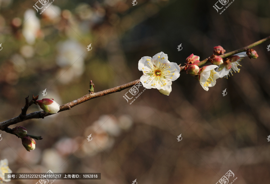 梅花盛开