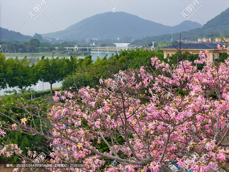 异木棉