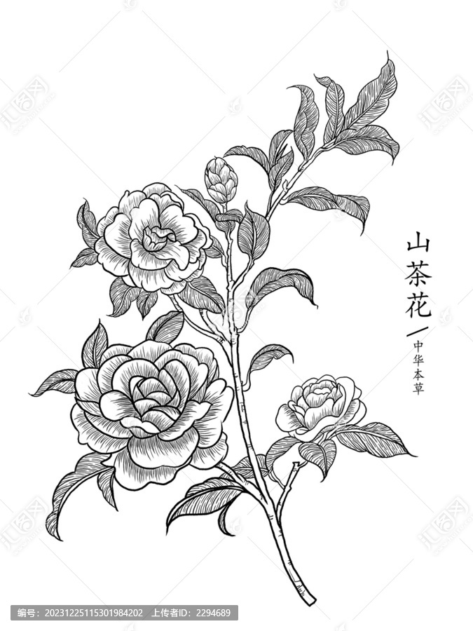 山茶花