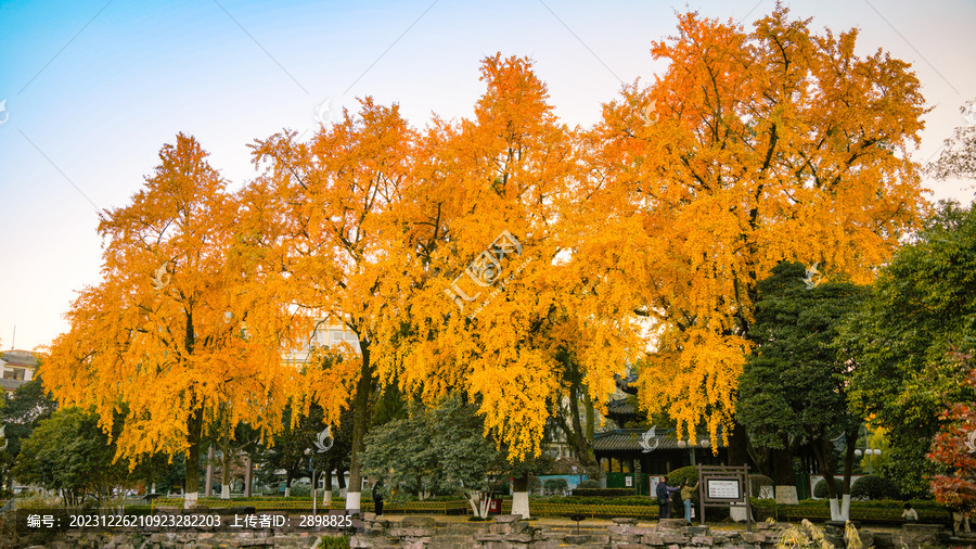 宁波中山公园银杏树横图