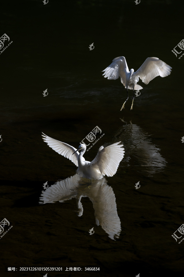 宁静水面两只白鹭追逐