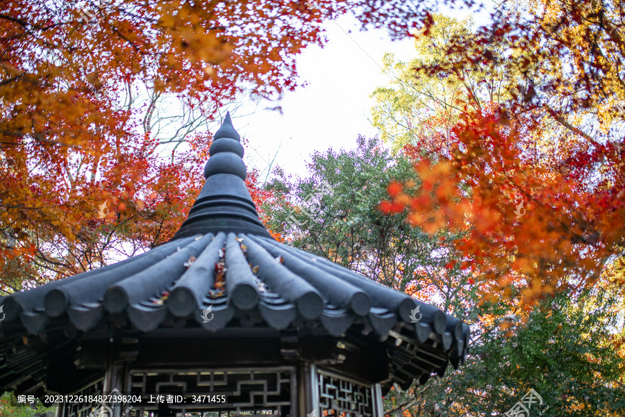 留园秋景