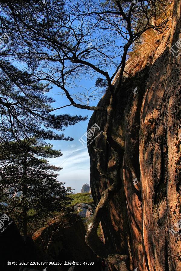 黄山松黄山旅游