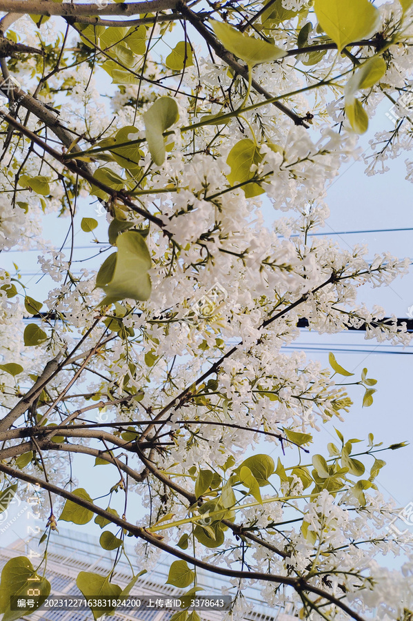 丁香花