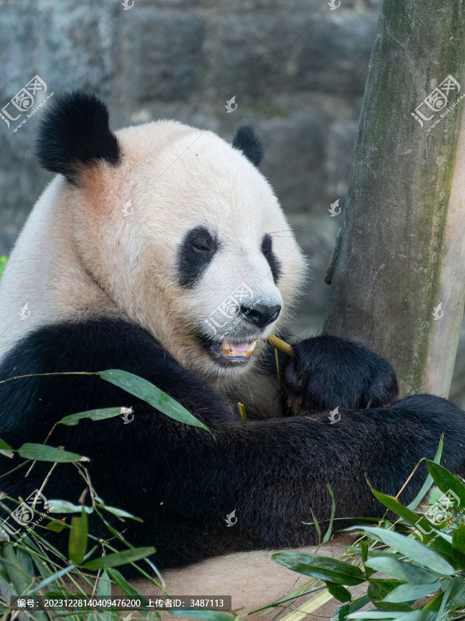 大熊猫渝宝两只前爪握着竹子