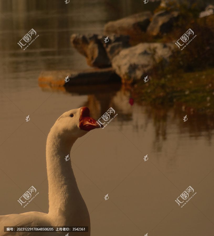 伤感大鹅