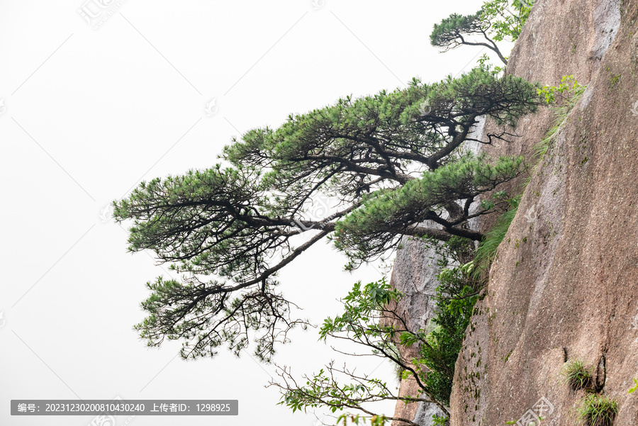 黄山绝壁松树