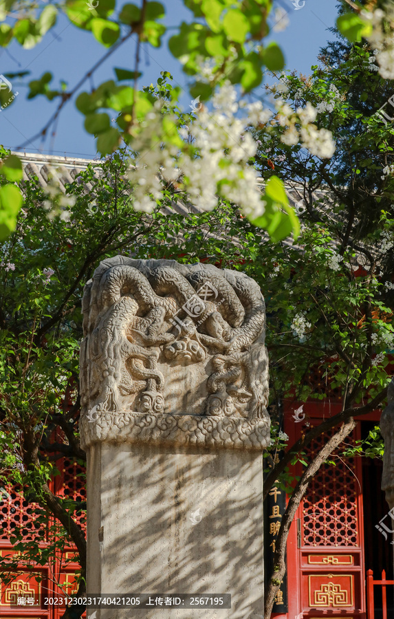 春天北京法源寺丁香花盛开