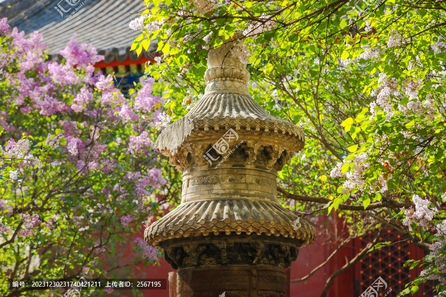 春天北京法源寺丁香花盛开