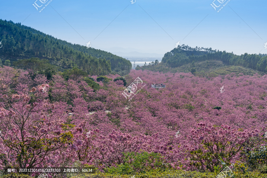 紫花风铃木花