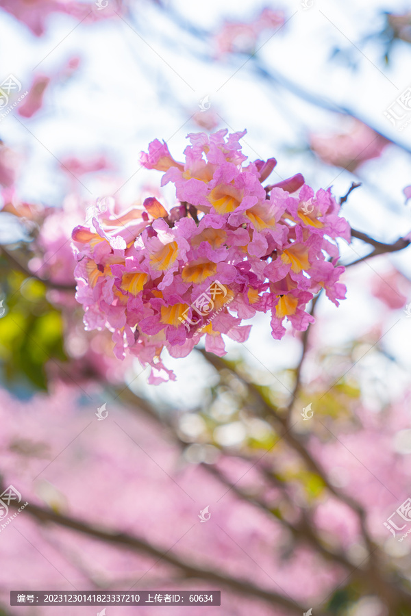 紫花风铃木花