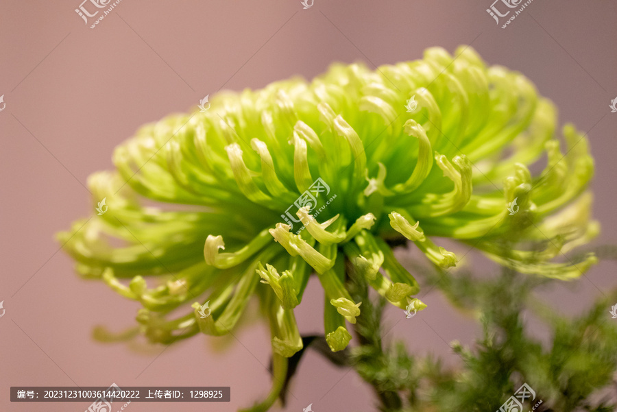 烟花菊特写