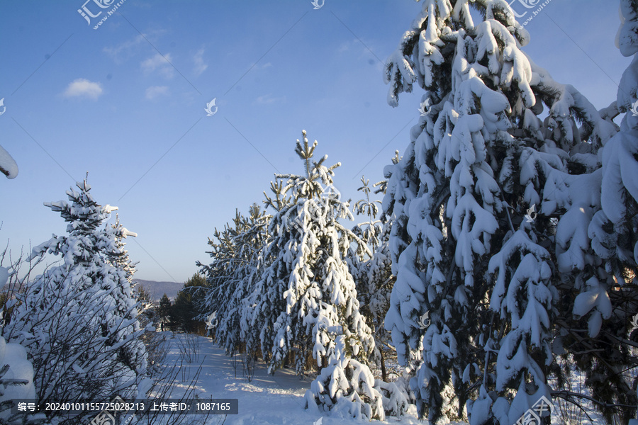 大雪压青松