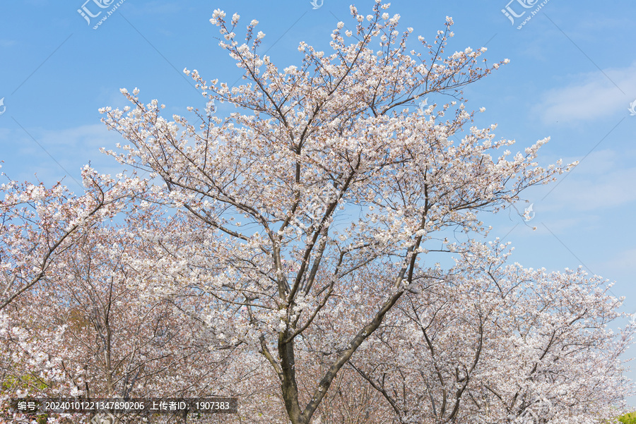 樱花