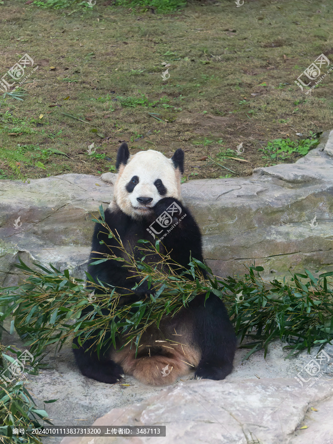 大熊猫二顺靠着石头旁吃竹子