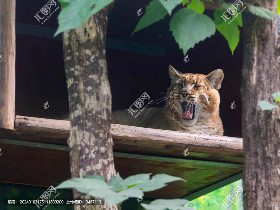 金猫在巢箱里打着哈欠伸出舌头