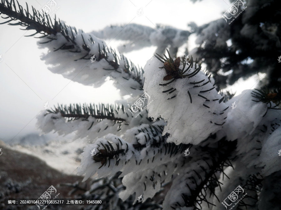 松枝白雪