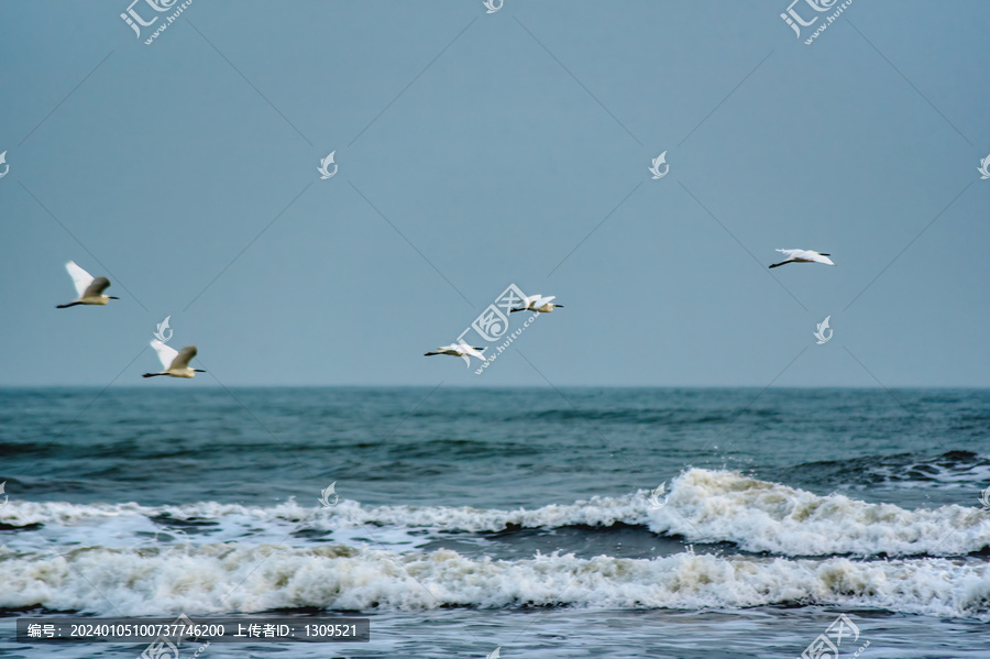 海景白鹭飞翔