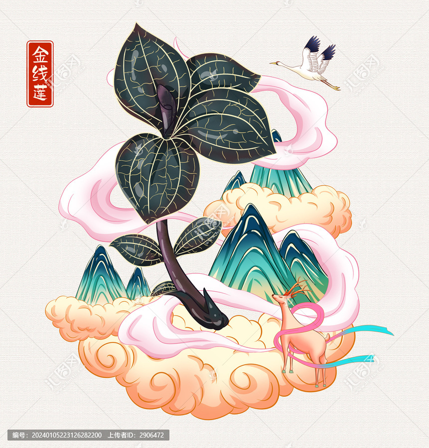 金线莲插画手绘