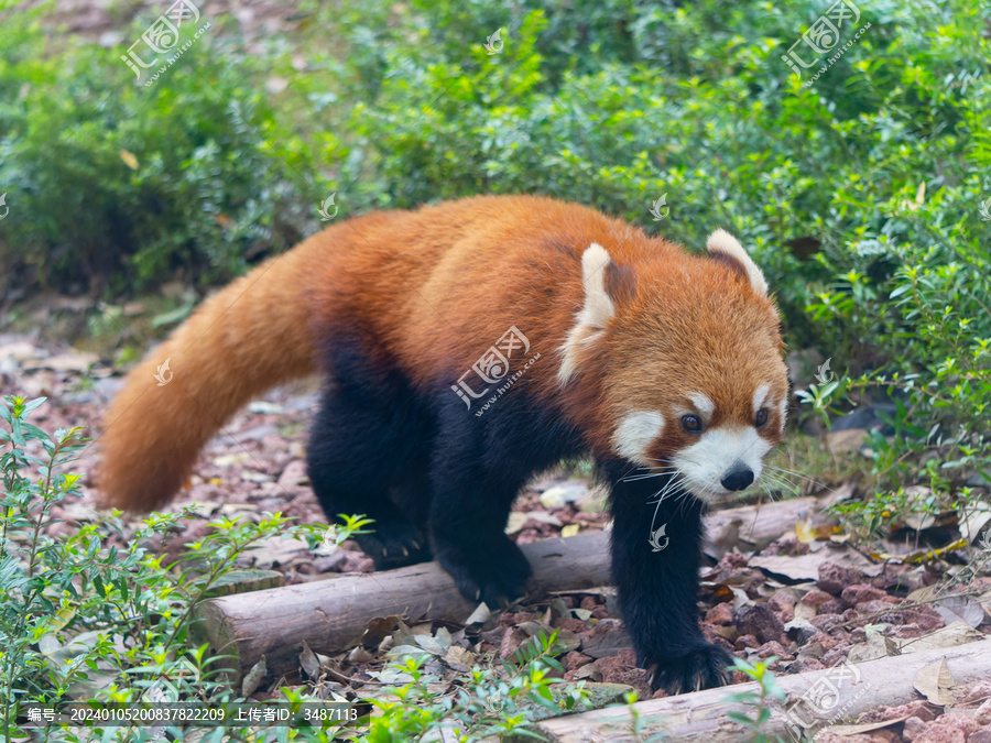 小熊猫在冬季的绿植间穿梭