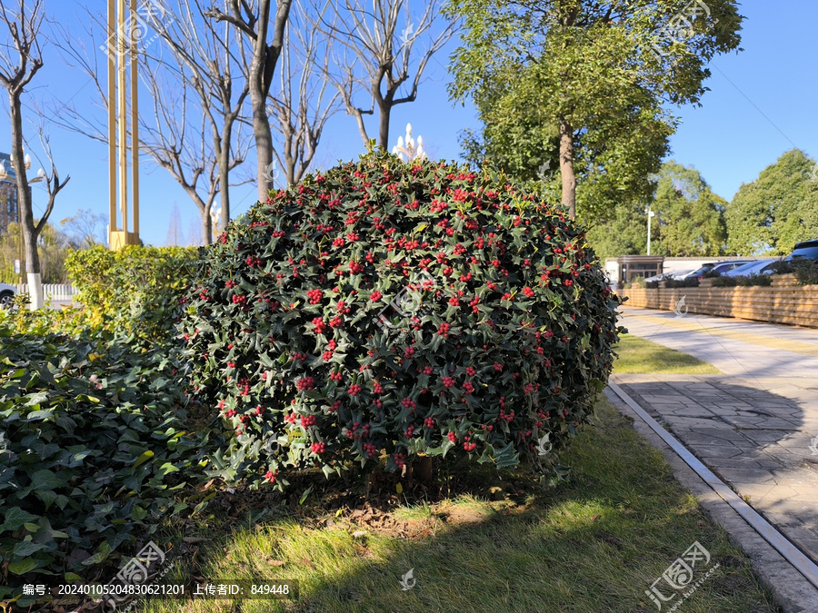 枸骨冬青球体植物