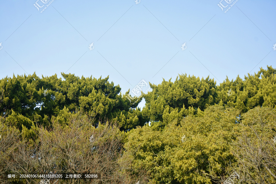 天空与松柏