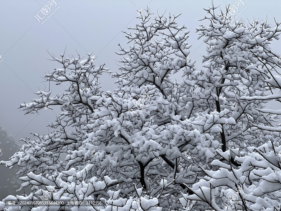树挂雪