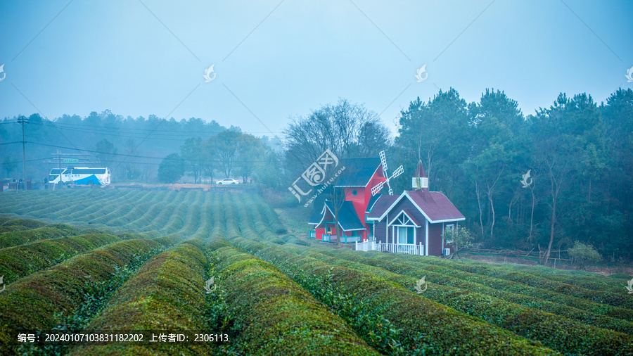 生态茶园