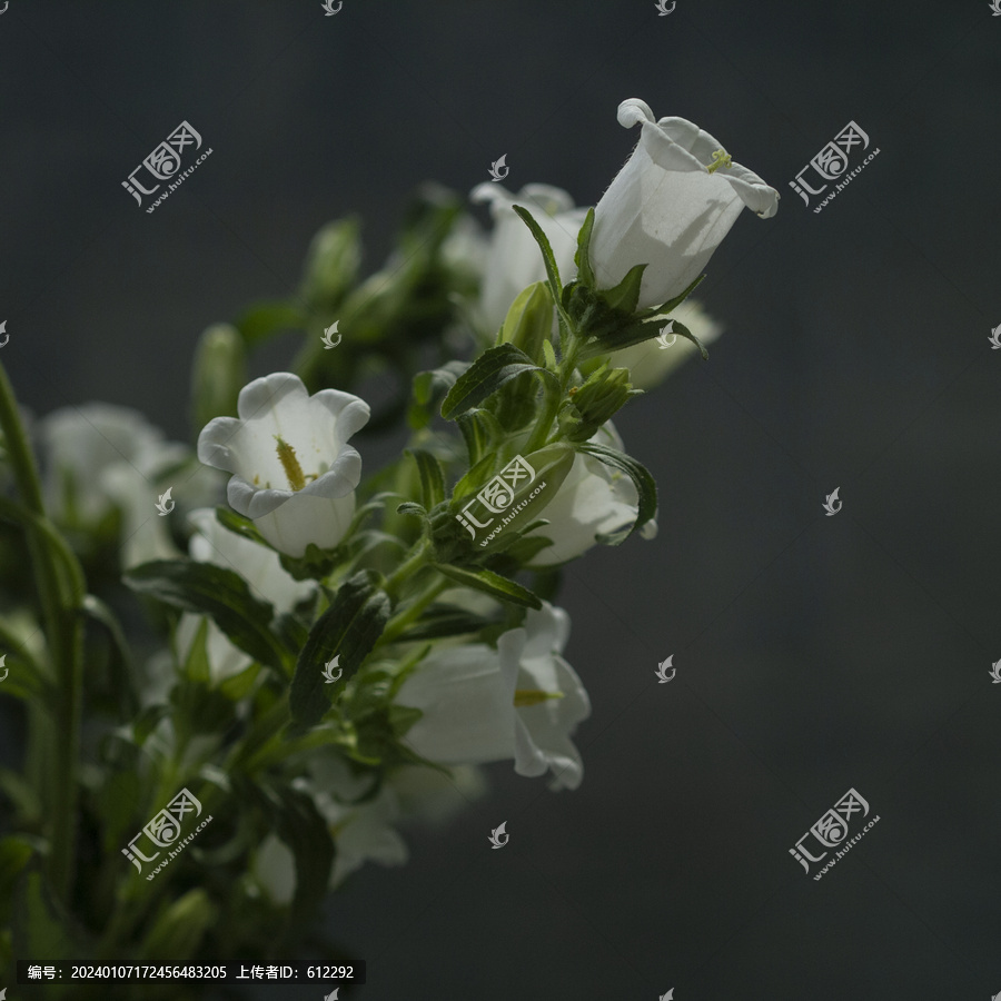 白色风铃花特写