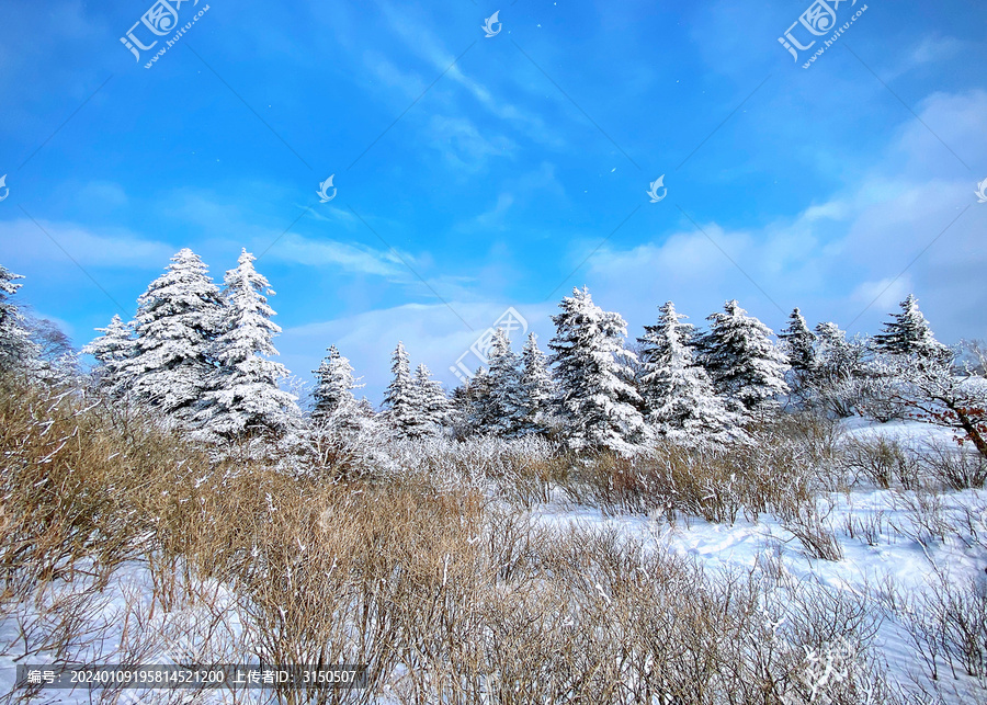 雪松